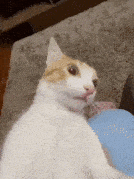 WYD Cat